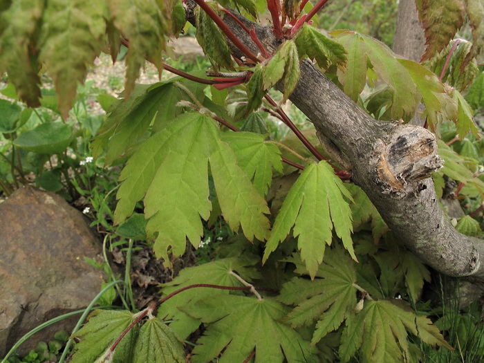 Изображение особи Acer sieboldianum.