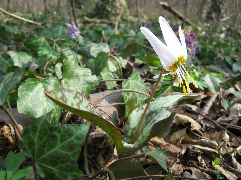 Изображение особи Erythronium caucasicum.