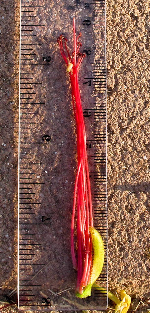 Image of Caesalpinia gilliesii specimen.