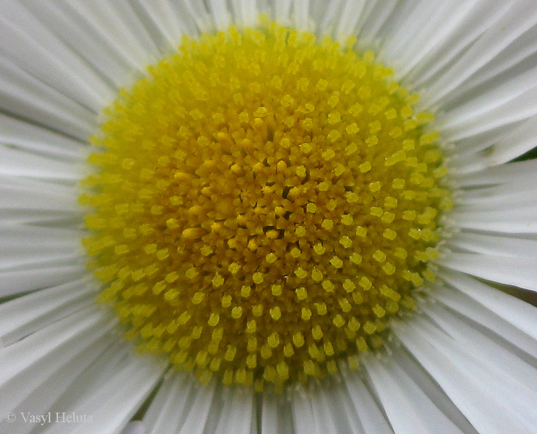 Image of Erigeron strigosus specimen.