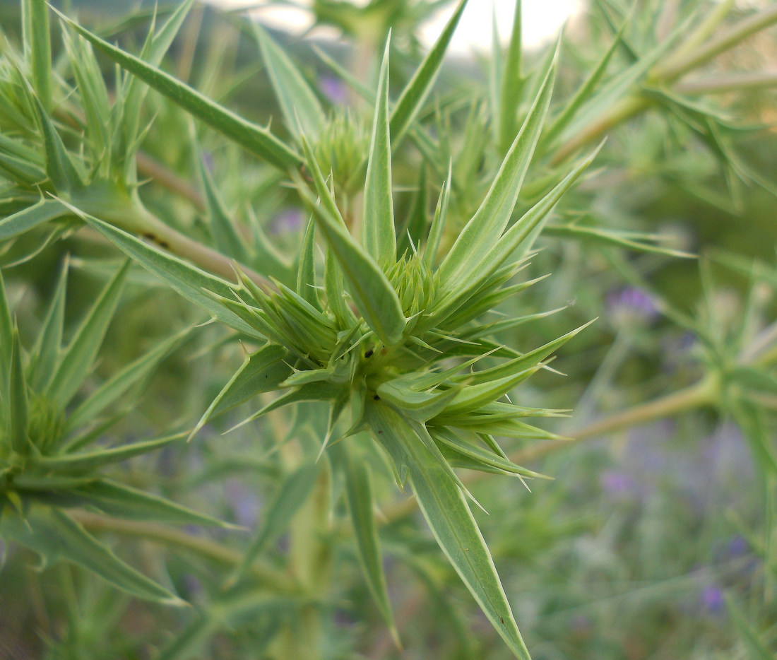 Изображение особи Eryngium campestre.