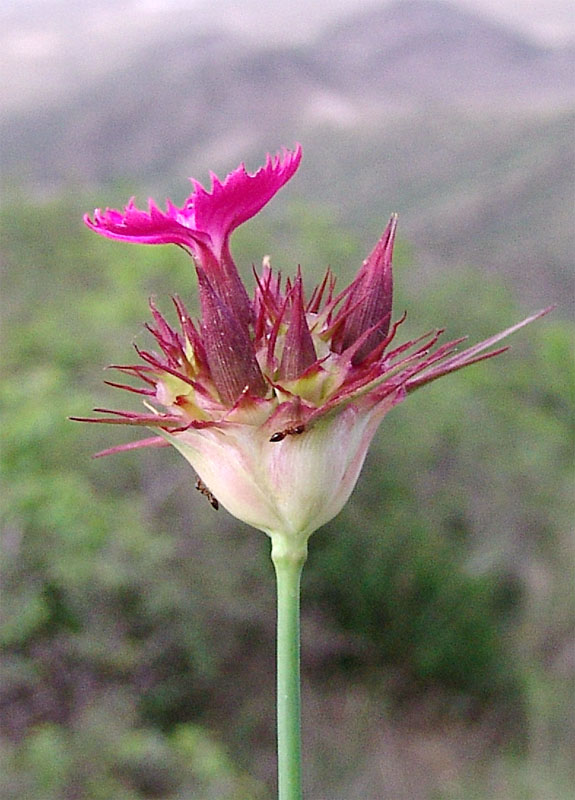 Image of Dianthus subulosus specimen.