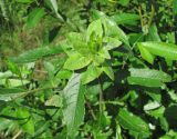 Salix myrsinifolia. Верхушка побега с ивовой \"розой\" (галлом). Окр. Архангельска, окраина свалки древесных отходов. 10.07.2012.