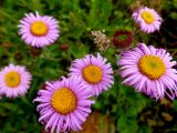 Erigeron venustus