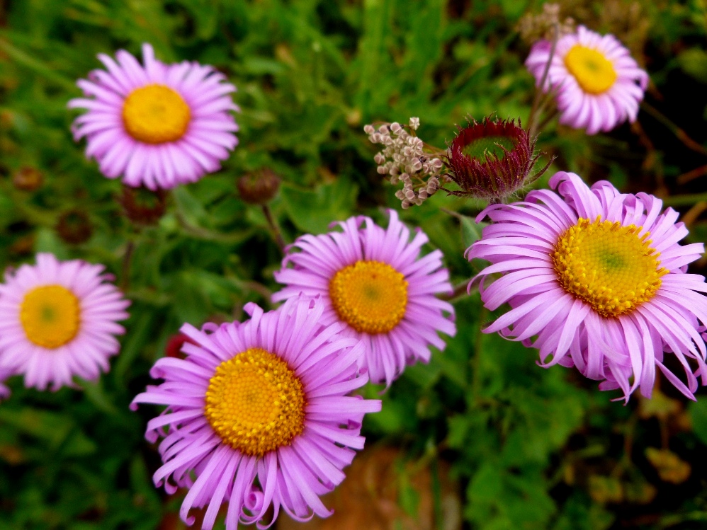 Image of Erigeron venustus specimen.