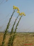 Image of taxon representative. Author is Максим Зайцев