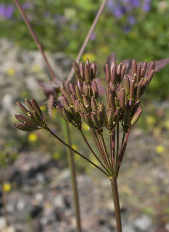 Image of Anthriscus ruprechtii specimen.