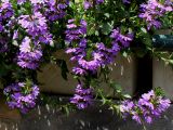 Scaevola aemula. Верхушки побегов с соцветиями. Геррмания, г. Krefeld, ботанический сад. 31.07.2012.