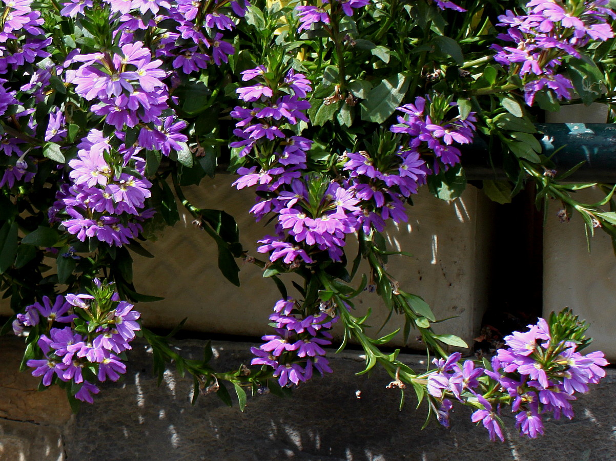 Image of Scaevola aemula specimen.