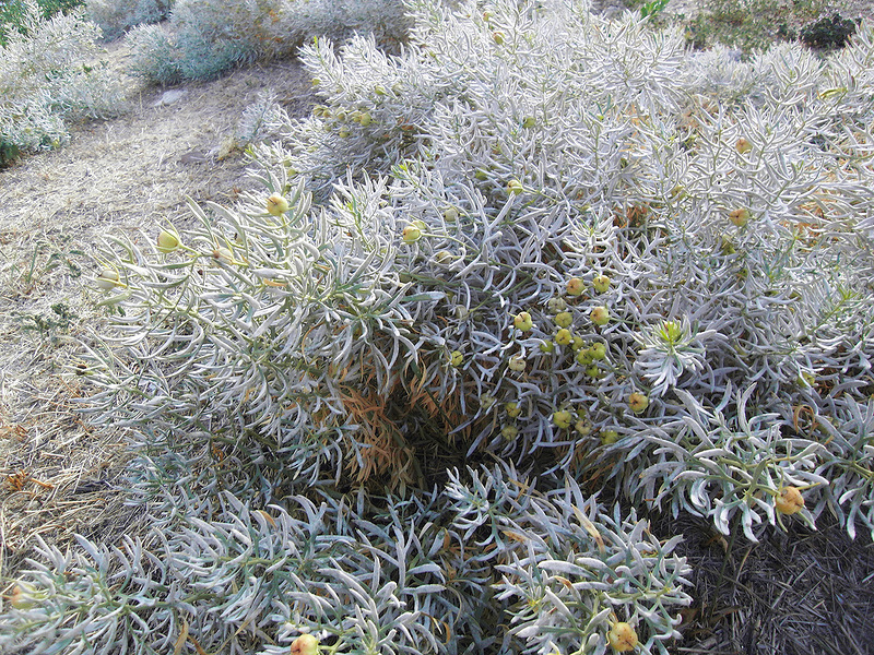 Image of Peganum harmala specimen.