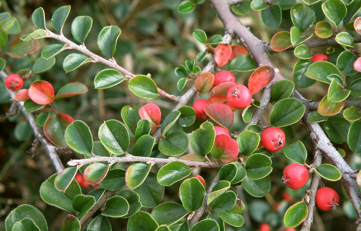 Image of Cotoneaster horizontalis specimen.