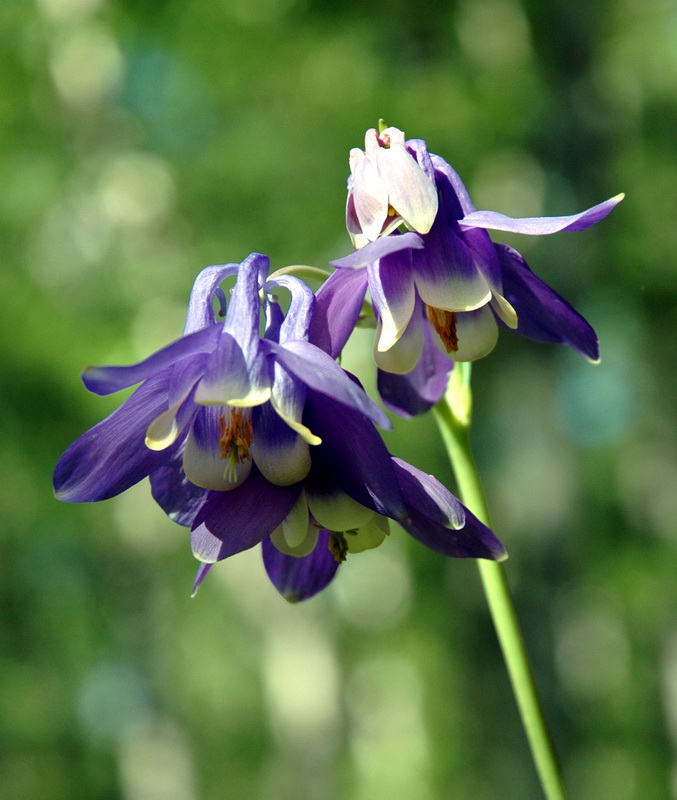 Изображение особи Aquilegia sibirica.