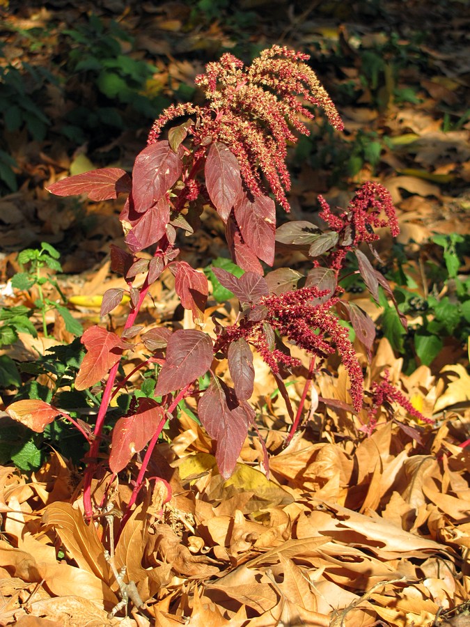 Image of Amaranthus hypochondriacus specimen.