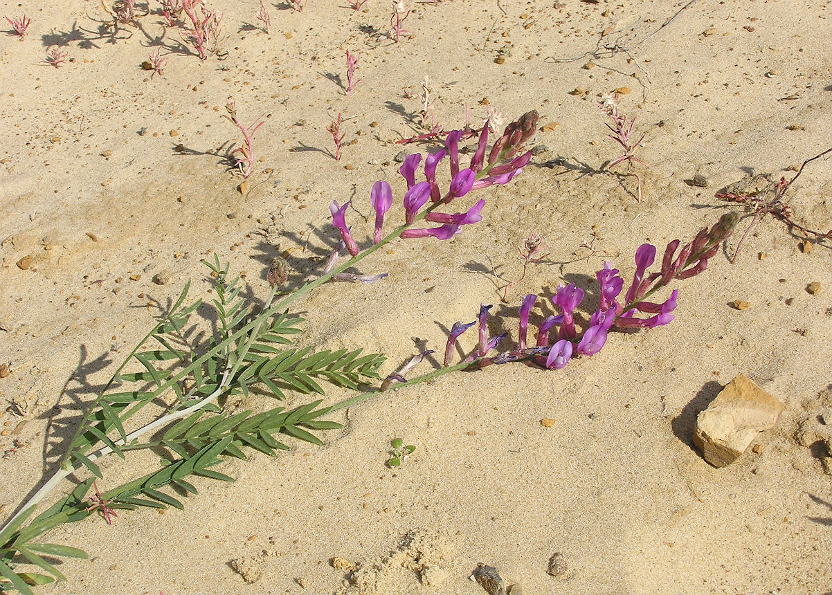 Изображение особи Astragalus varius.