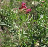 Astragalus cornutus