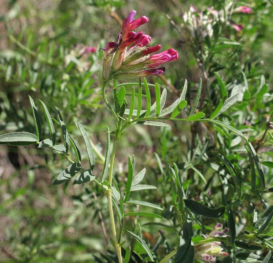 Изображение особи Astragalus cornutus.