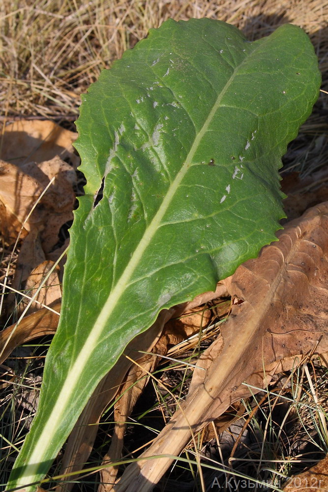 Изображение особи Senecio schwetzowii.