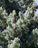 Pinus wallichiana