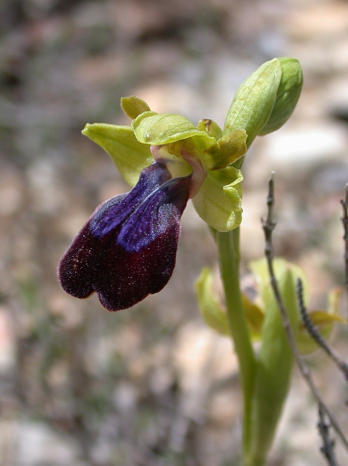 Image of Ophrys fusca ssp. iricolor specimen.