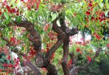 Erythrina crista-galli. Крона цветущего дерева. Монако, Монте-Карло, французский сад напротив Казино, 19.06.2012.