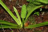 Lysichiton camtschatcensis