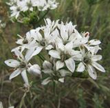 Allium ramosum