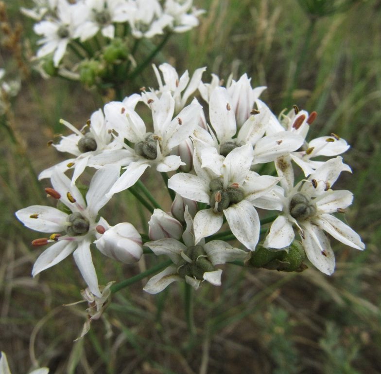 Image of Allium ramosum specimen.
