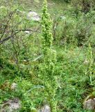 Rumex crispus