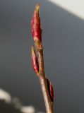 Ribes sanguineum. Верхушка веточки с развивающимися почками. Германия, г. Кемпен, у прогулочной дорожки. 06.02.2013.