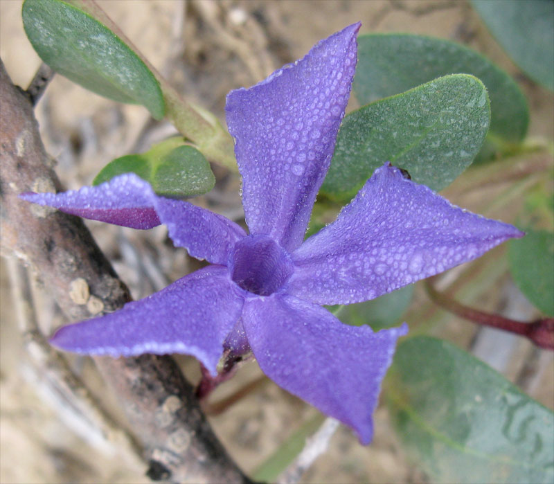 Изображение особи Vinca herbacea.