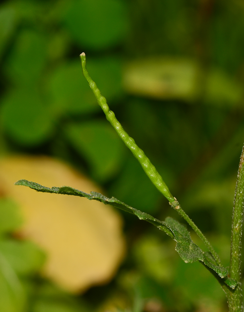 Изображение особи Diplotaxis erucoides.