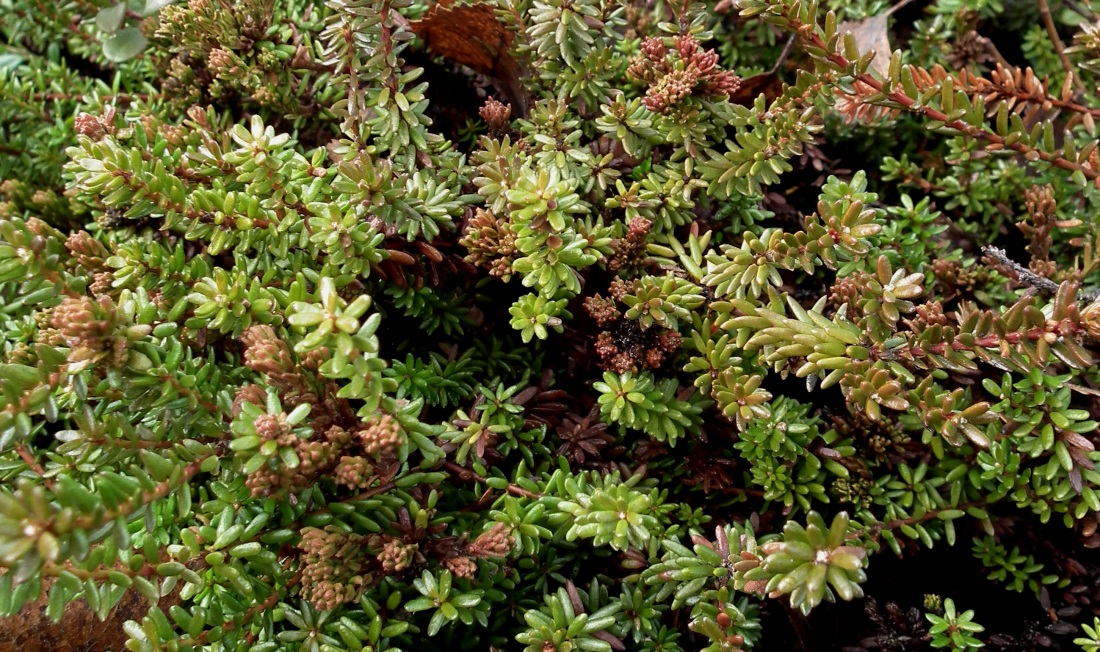 Изображение особи Empetrum hermaphroditum.