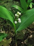 Convallaria majalis. Цветущее растение. Крым, окр. Соколиного, Большой Каньон, буковый лес. 3 мая 2013 г.