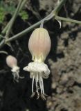 Image of taxon representative. Author is Александр Фатерыга