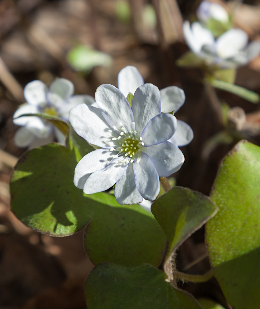 Image of Hepatica nobilis specimen.