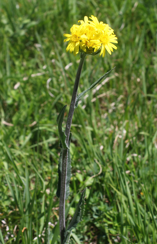 Image of Tephroseris subfloccosa specimen.