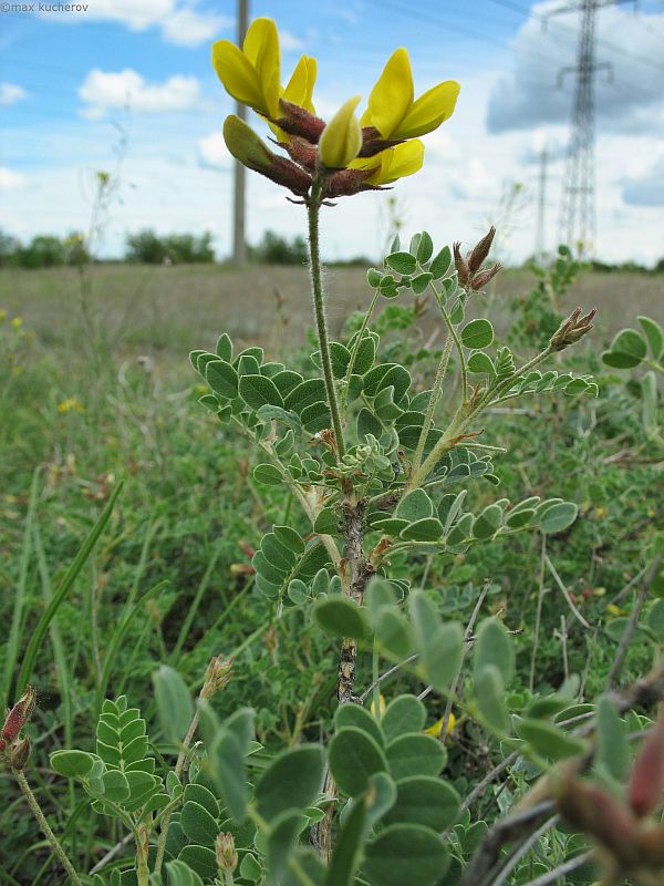 Изображение особи Calophaca wolgarica.