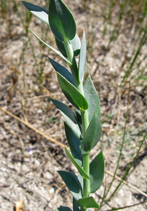 Image of Linaria genistifolia specimen.