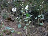 Alcea nudiflora. Цветущее растение. Узбекистан, Ташкентская обл., склон Чаткальского хребта в долине р.Ахангаран. 12.07.2008.