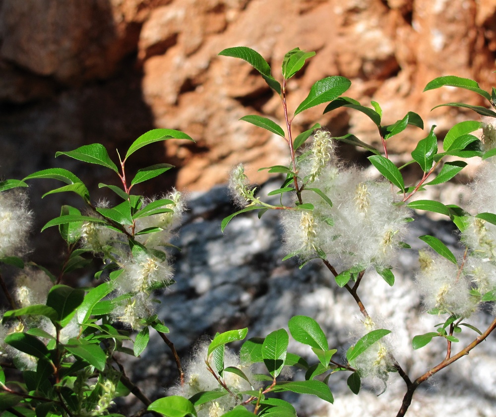 Image of Salix arbuscula specimen.