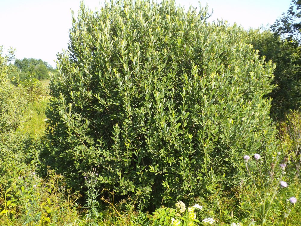 Изображение особи Salix cinerea.