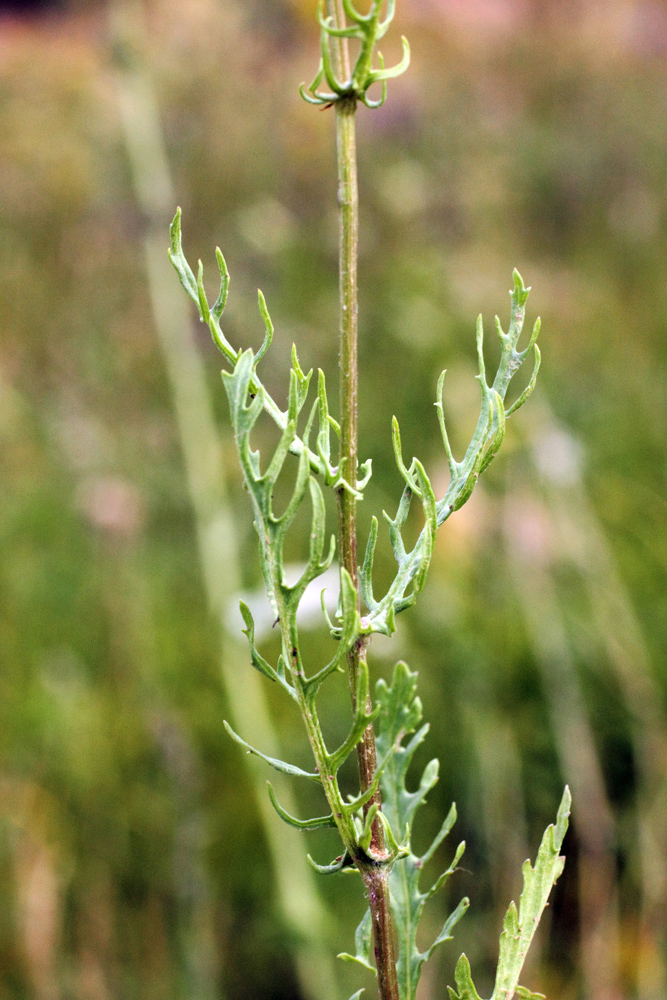 Изображение особи Senecio jacobaea.