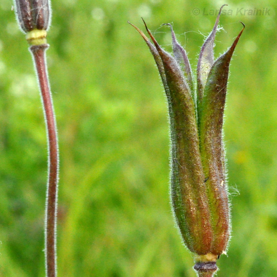 Image of Aquilegia oxysepala specimen.