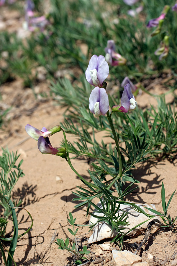 Изображение особи Vicia subvillosa.