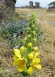 Verbascum phlomoides