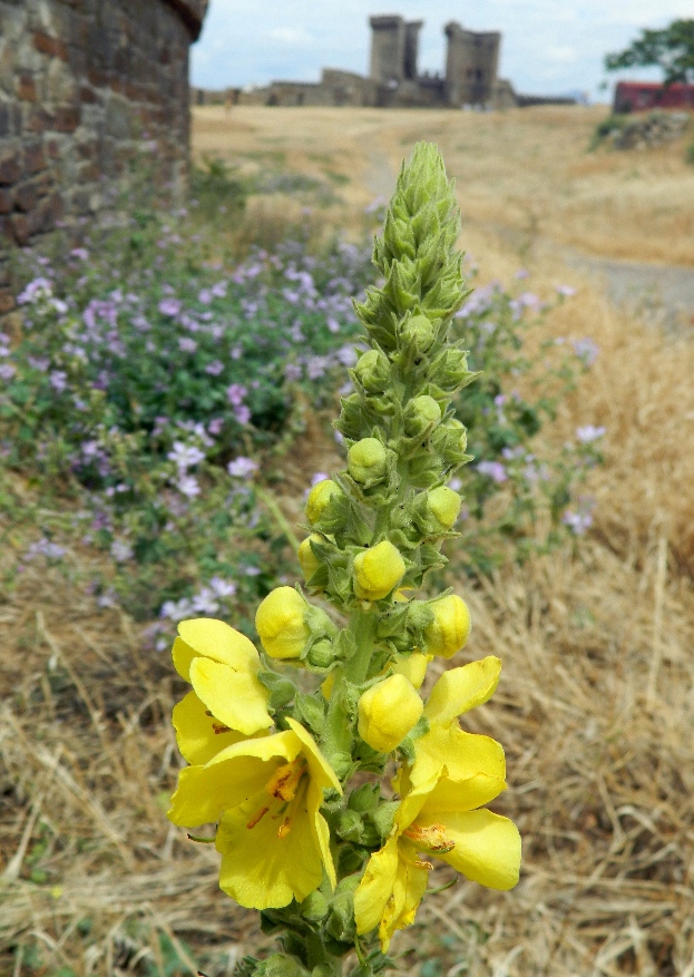 Изображение особи Verbascum phlomoides.