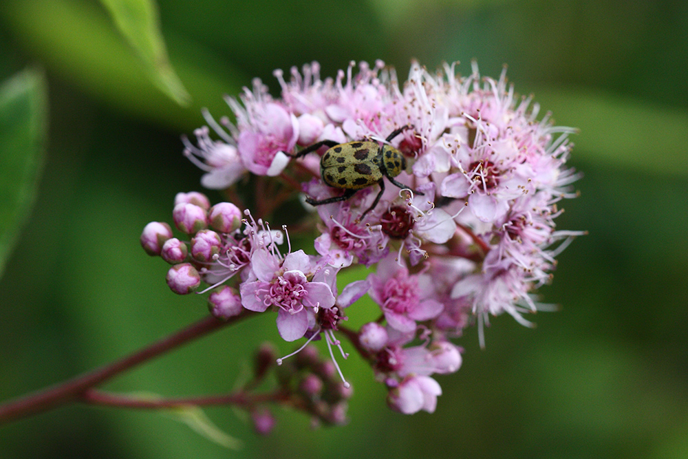 Image of Spiraea salicifolia specimen.