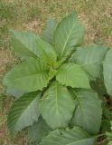 Brugmansia