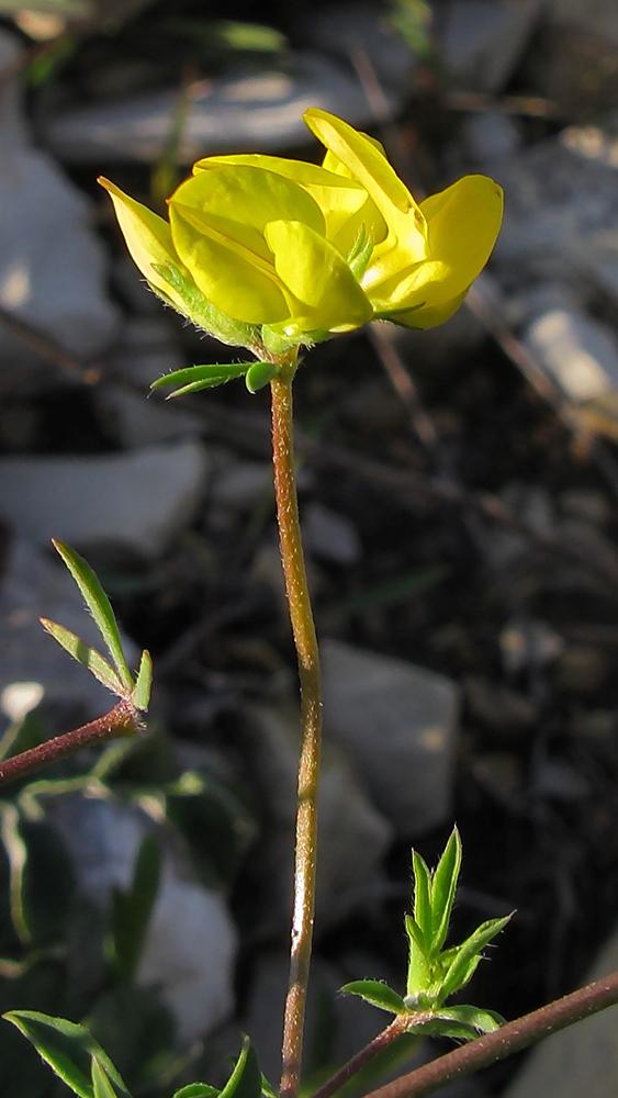 Image of Lotus tenuis specimen.