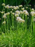 Allium nutans